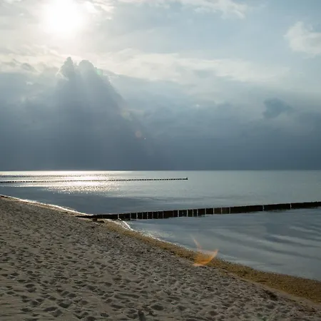 Lavendel Am Schwarzen Busch