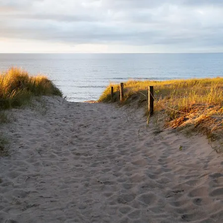 Lavendel Am Schwarzen Busch